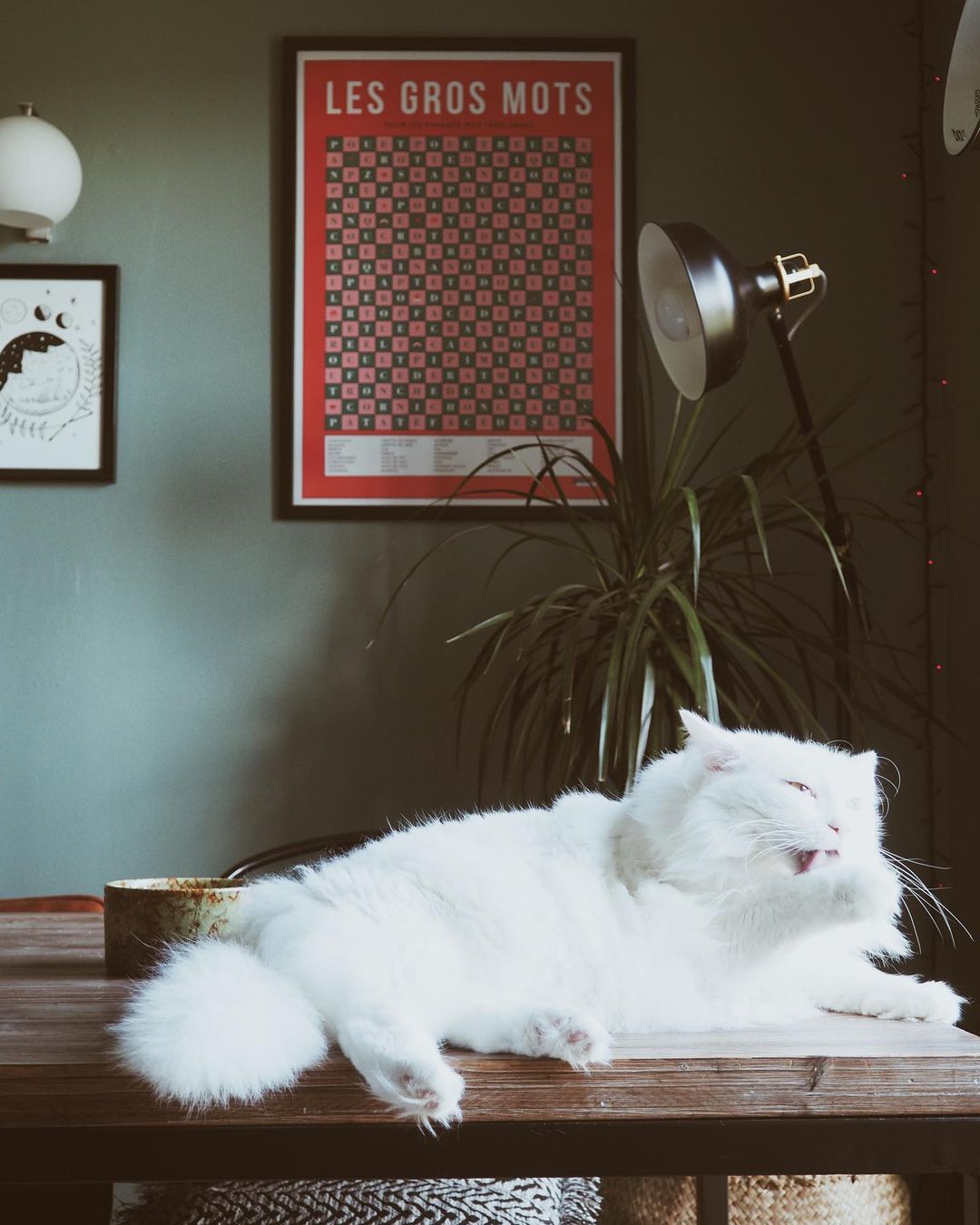 Photo shared by ▼▼▼▼▼▼▼ |⠀Mamijeanno⠀| ▲▲▲▲▲▲▲ on February 06, 2020 tagging @lamajoretteamoustache. May be an image of text that says 'LES GROS MOT'.