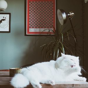 Photo shared by ▼▼▼▼▼▼▼ |⠀Mamijeanno⠀| ▲▲▲▲▲▲▲ on February 06, 2020 tagging @lamajoretteamoustache. May be an image of text that says 'LES GROS MOT'.